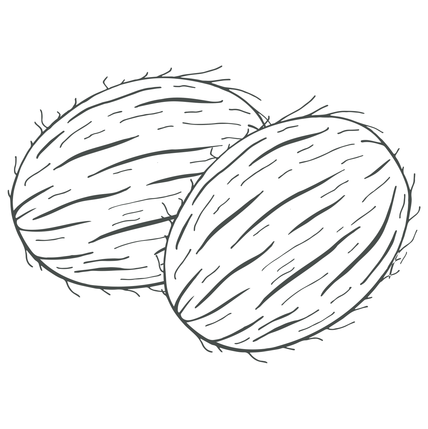 Coir Fibre
