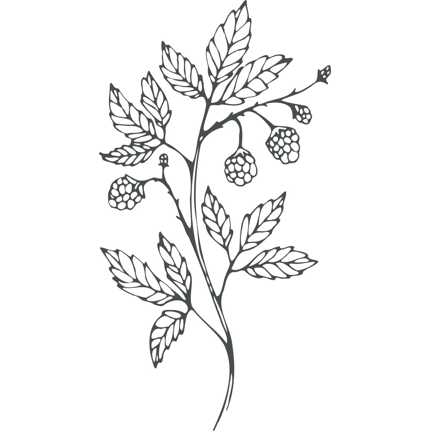 Raspberry Seeds Exfoliant