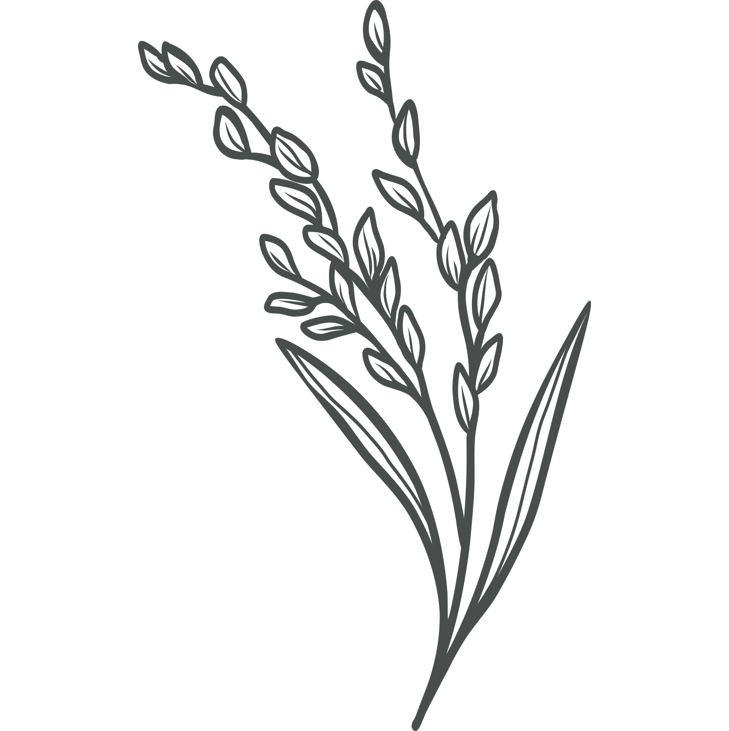 Rice Husk Granules