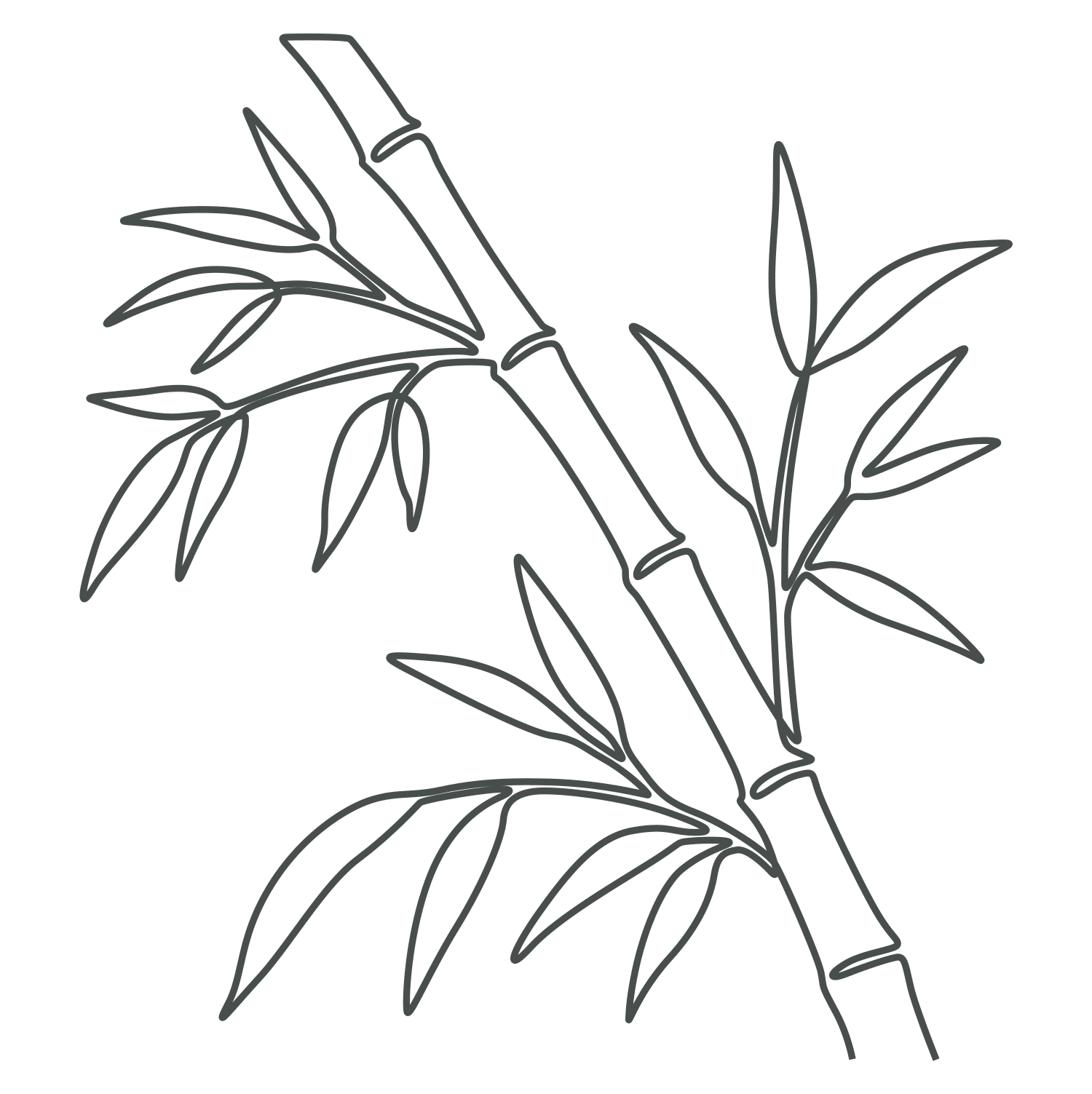 Bamboo Silica