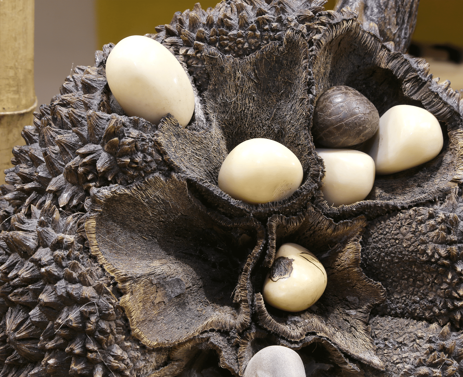 Tagua Seeds