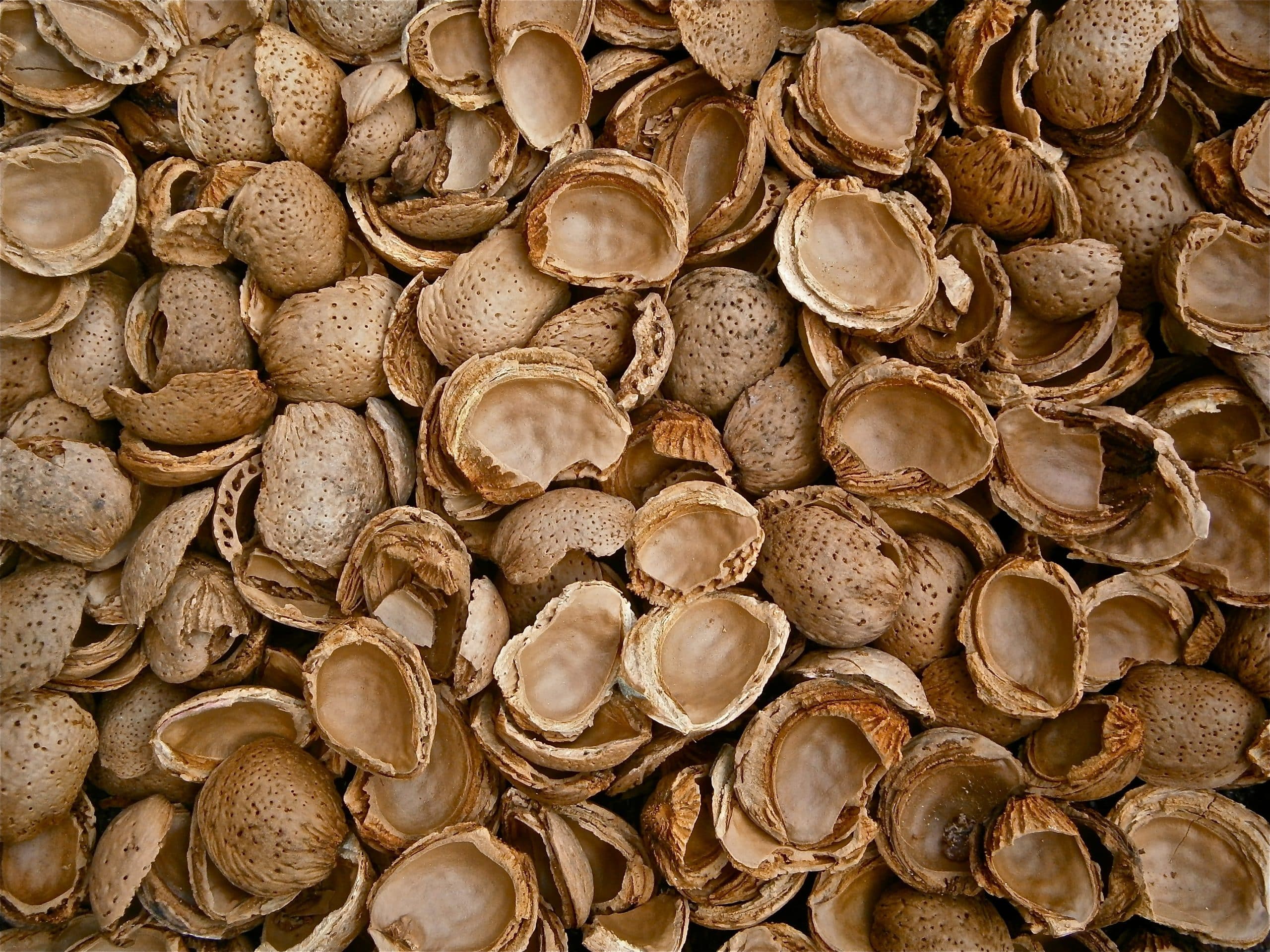 almond shell